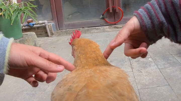 All you ever do is play that dumb chicken of yours.