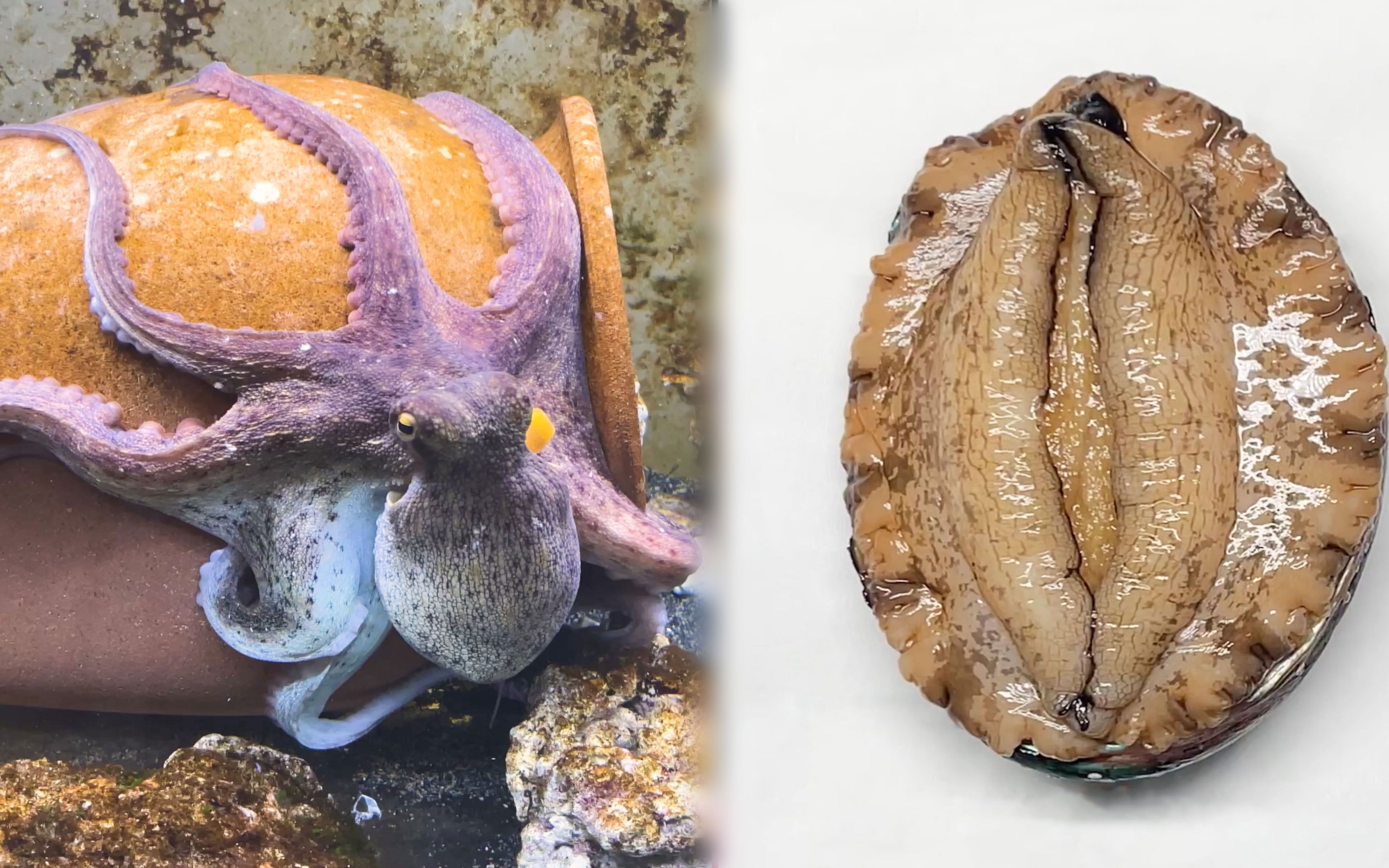 Which one will win in the fight, an octopus or an abalone? - Bilibili