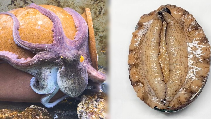 Which one will win in the fight, an octopus or an abalone?