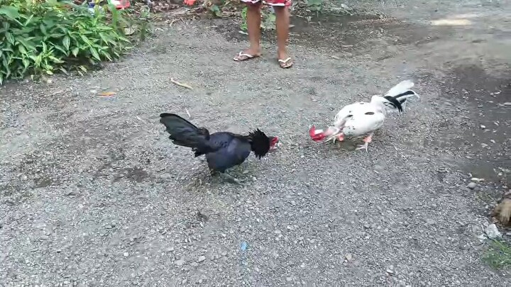 vulture x kanawayon vs black hennie