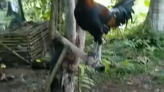 pobreng M.cored area