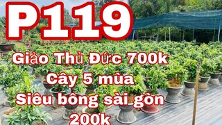 Mai vàng giá rẻ p119 | 0909502080 Chị Út | siêu bông sài gòn - xoắn - thủ đức ,,,,,,,