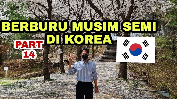 BERBURU BUNGA MUSIM SEMI DI KOREA - SPOT CANTIK BUAT FOTO 🇰🇷