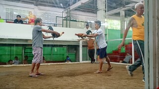 stag vs cock (win)