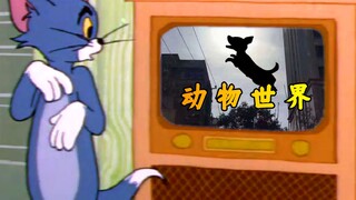 “欢迎收看，动物世界”