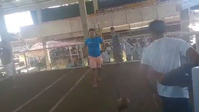 amador24k Vs Roque Sr. Gamebirds. win Tayo jn unscratched po idol. bulik na bumabalik💪