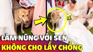 Chú chó 'LÀM NŨNG' vì không nỡ để Sen đi 'LẤY CHỒNG' khiến ai cũng thương 😅 | Gâu Đần