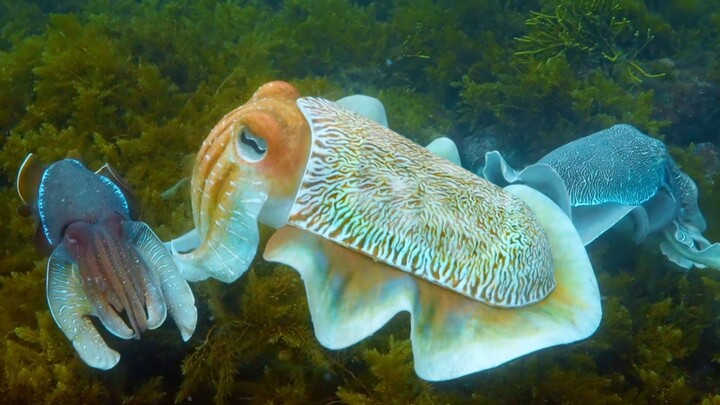 "มันไม่ใช่แค่โจรเครื่องจักร แต่ยังเป็นปีศาจดำอีกด้วย"