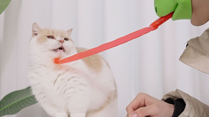 They should like the new cat teaser I just bought, right?