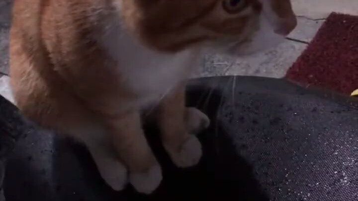 ها ها، حسنًا أنني خرجت اليوم للتمرين ومررت من هنا، وإلا لكنتِ مضطرةً للوقوف على الدراجة النارية مواء