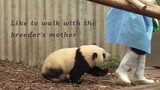 <Panda: Hehua> Fat Hua is getting naughty. Sticky to her mom.
