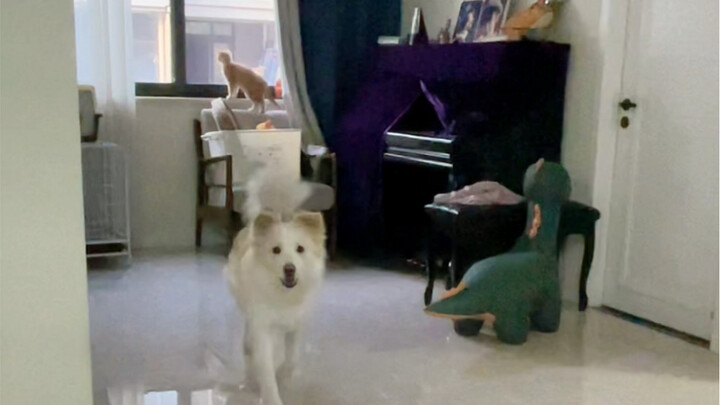 Ketika Duo Duo tidak mau nurut, tinggal Bella yang bisa diandalkan.