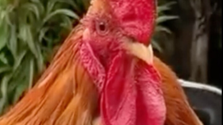 ？？Cái này ？？