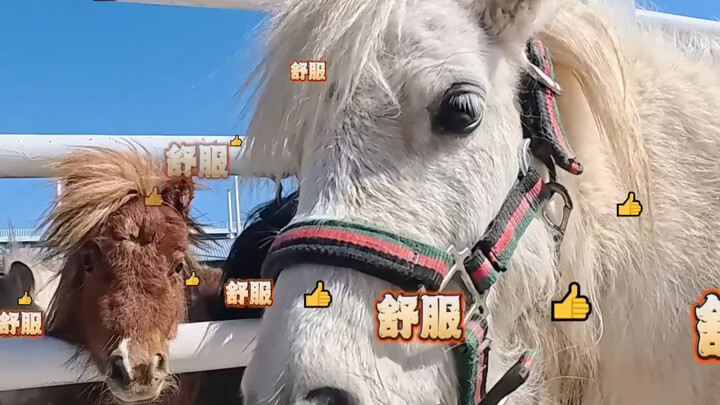 Menyikat Bulu Kuda Ternyata Butuh Keterampilan Tinggi