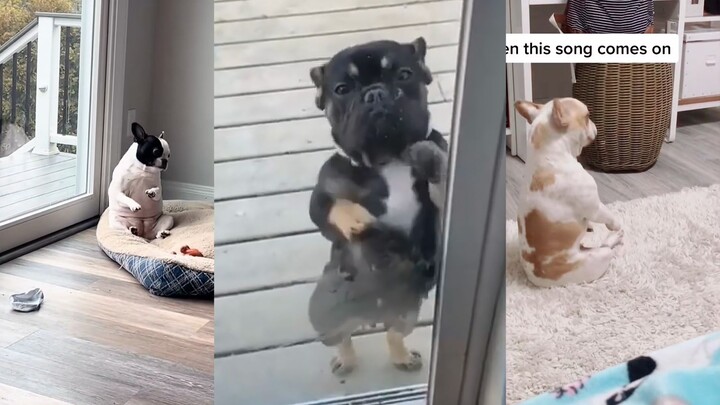 Dog: Judges, do you think my act is worth watching?