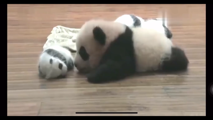 Binatang|Anak Panda Besar