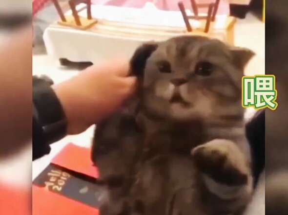 Cat: I hate humans who don’t respect boundaries.