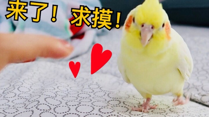 The parrot sweetly begs to be petted, chasing after the creator’s hand—how many seconds can you last