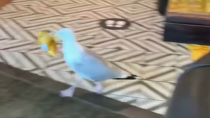 Adik camar yang sering “merampok” makanan manusia