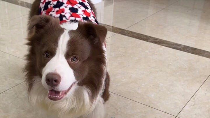 A two-and-a-half-year-old puppy wants to be fresh milk!