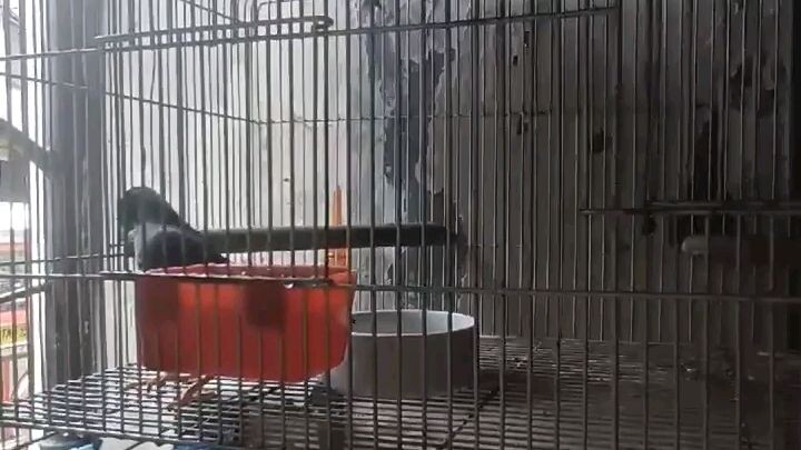 martinez the talking bird