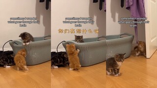 Sayang, apa yang kalian pikirkan?