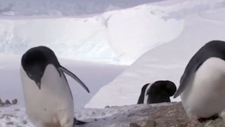 ทำไมหมีขั้วโลกถึงไม่กินเพนกวิน?