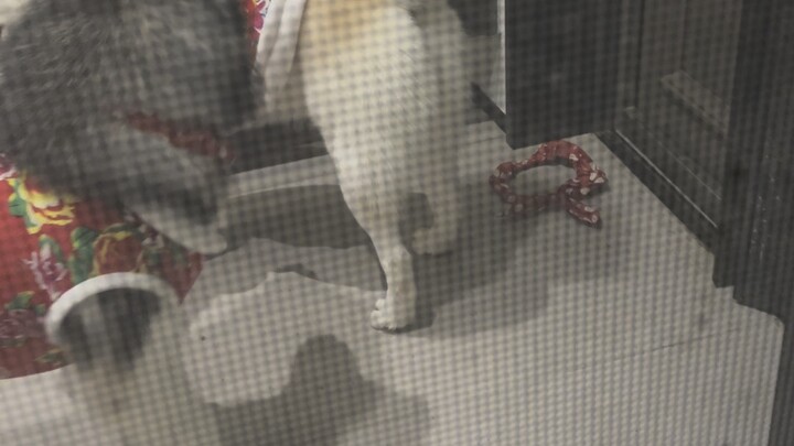 Where there is a Crouching Dragon, there must be a Phoenix Chick.