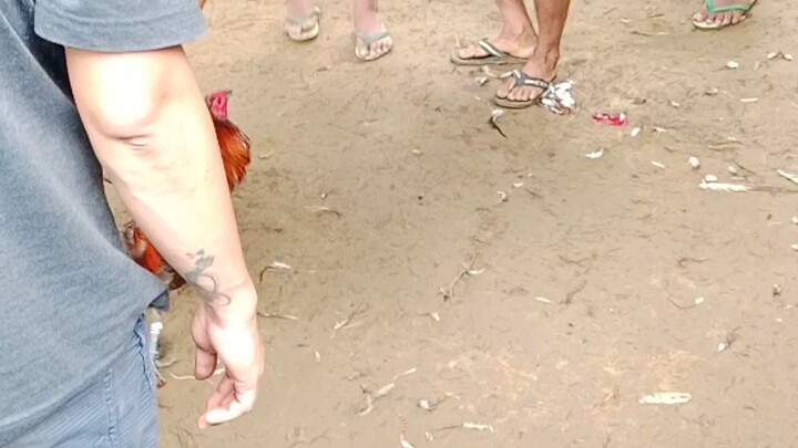 ano kaya Ang nangyare Wala namang kitang patama yong talisay  sabong nga Naman 🤔🤔🤔🤔