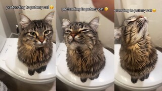 A little prank on cats from a distance