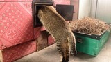 Binatang|Kucing di dalam Kompor