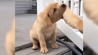 [Golden Retriever] - Mess with me again, and I'll bite you!