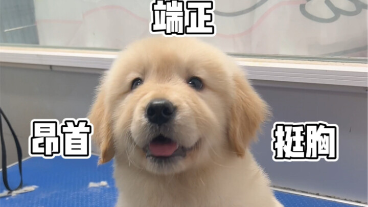 Don’t ever get a little chick feather pet, or you’ll…