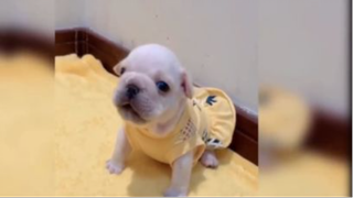 Khoảnh khắc đáng yêu của mều và đồng bọn P.9 <3