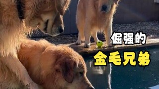 Những loài động vật khiến con người vui vẻ khi ngắm nhìn!