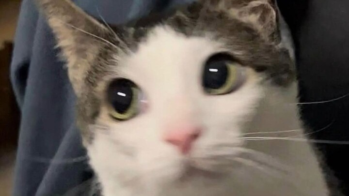 🐱“ Mạo! Mê!”🐱