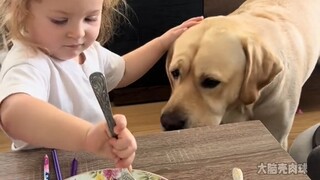Labrador: We are the best in the world!