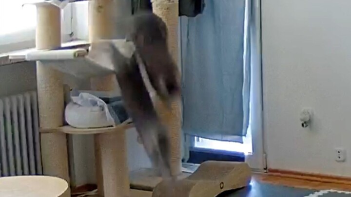 The lunch tray’s ringing!