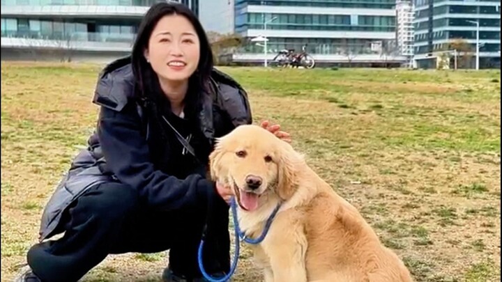 Ai bảo chó Golden không thân thiện với các loài chó? Đây là chú Golden ngoan nhất mà tôi từng dắt đi