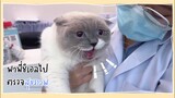 พาพี่ชิเอลไปตรวจสุขภาพ | ชิเอลแมวมึน