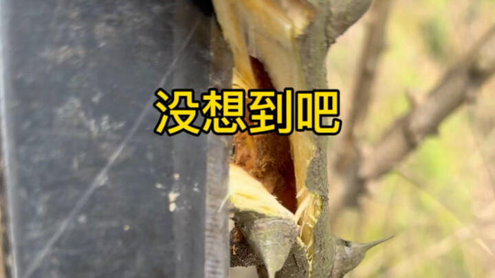 [Xiao Bin vs. Rice Weevil] has uploaded a new video—come check it out!