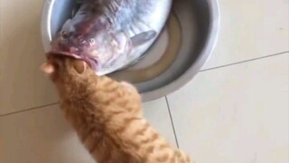 Đảo ngược thiên cương