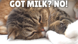 [Kittisaurus] Cats Ask Lulu For Milk