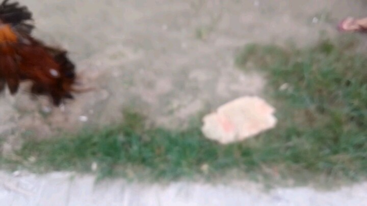 Gold stags, Blurred Ng vid.🤣🤣🤣