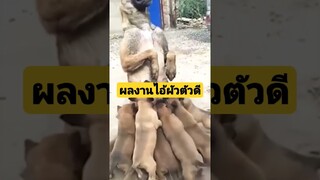 ^ดูรวมคลิปเต็มกดลิงค์ข้างบน^ ผลงานไอ้ผัวตัวดี #funny #reels #awesome #รวมคลิปตลก