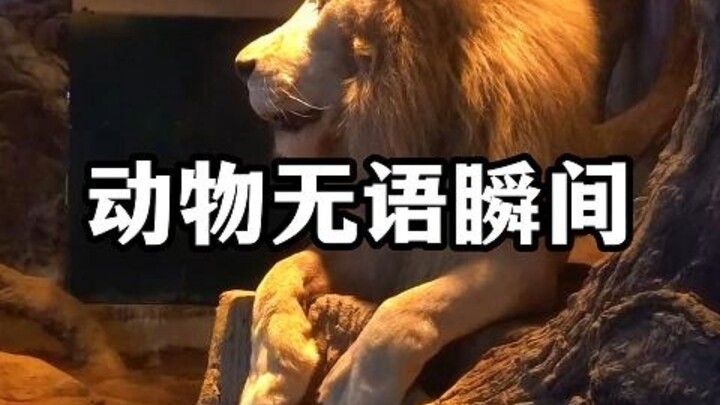 ช่วงเวลาที่สัตว์ต่างๆ ฟังแล้วอึ้ง สัตว์พูดว่า: ไม่ทำอะไรเลยสักนิดเดียวเลย