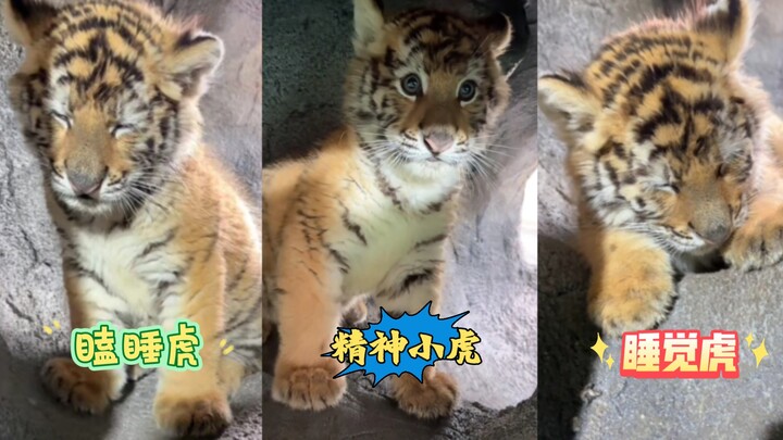 سكر— يعض الناس، فتُعلّمها هادئة عبر الإنترنت! تتظاهر مباشرةً بالتقاعس والتعب وتتحول إلى نمرٍ نعسانٍ 