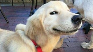 Funny Dog and Cat Videos That Are Guaranteed To Brighten Your Day