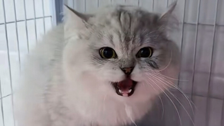 ฮีโร่ตัวใหม่ในโซนเสี่ยวเฟิงด่าเก่งมาก ยิ่งกว่าพี่กูอีก