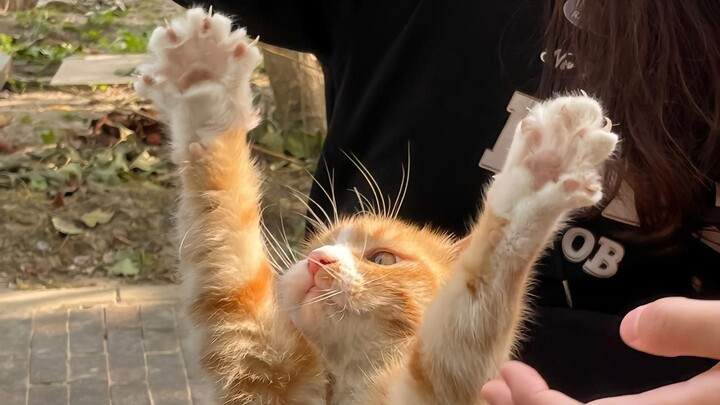 “Swipe to this sunny little cat, and you’ll get a year’s worth of good luck!”